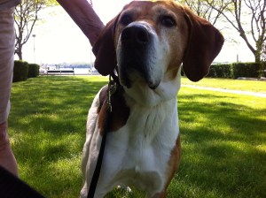 Rock on his adoption day