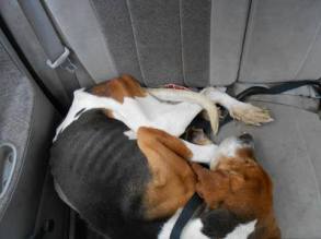 Rock on his rescue day