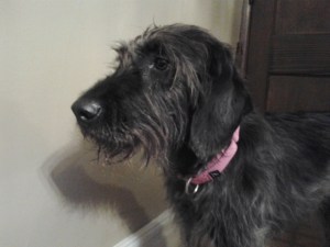 Mozey in foster care