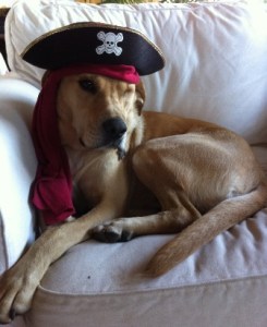 Ronnie the One-Eyed Pirate Dog