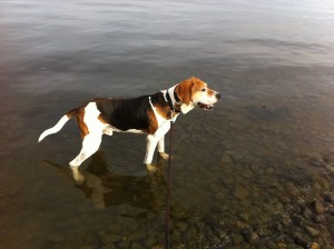 Rock wading in the bay