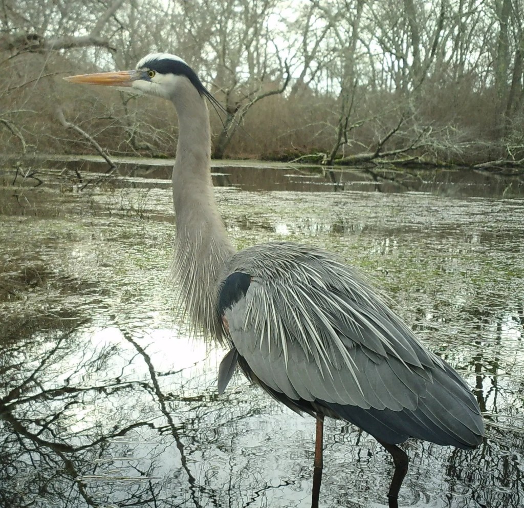 Blue Heron
Photo courtesy of NBNERR